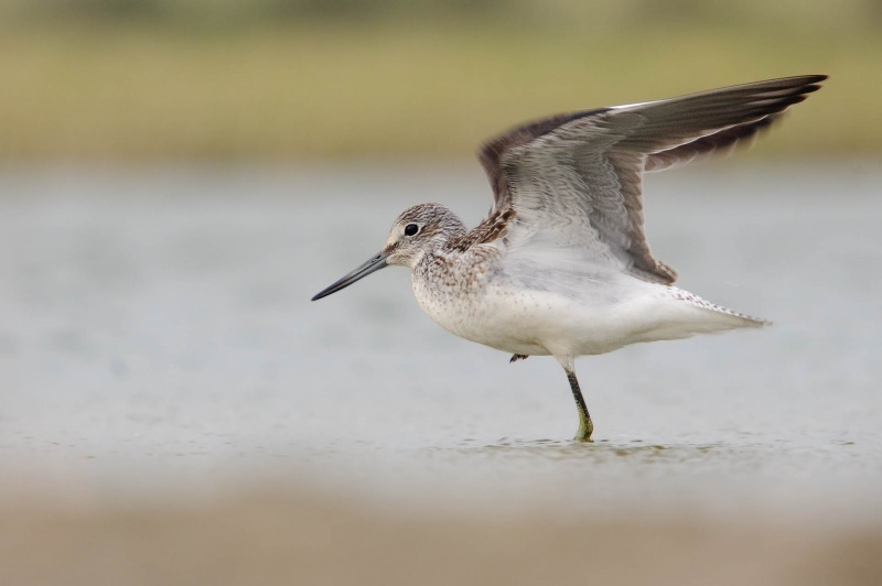 Greenshank