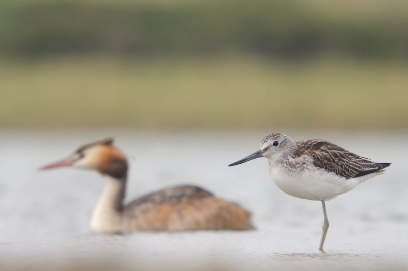 Greenshank