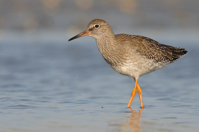 Redshank