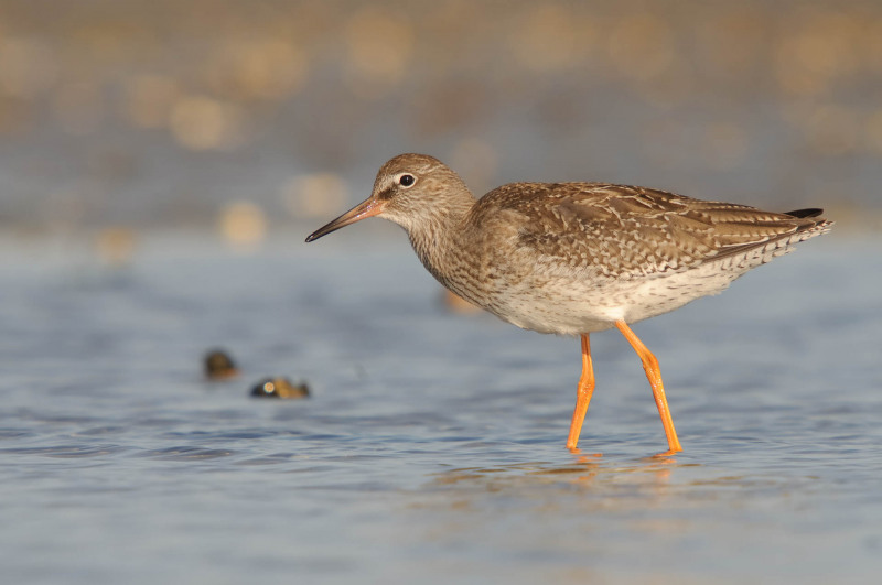 Redshank
