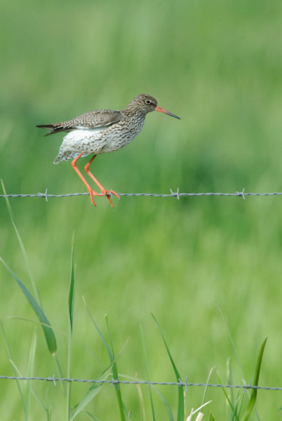 Redshank