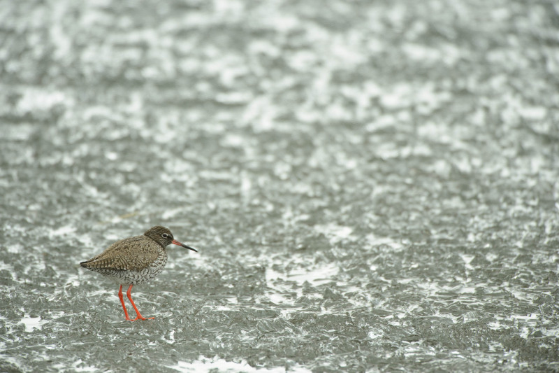 Redshank