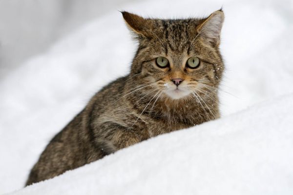 Europäische Wildkatze liegt auf Schnee und schaut direkt in die Kamera.