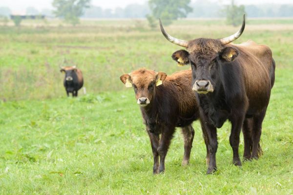 Zwei Heckrinder stehen auf einer grünen Weide im Donaumoos.