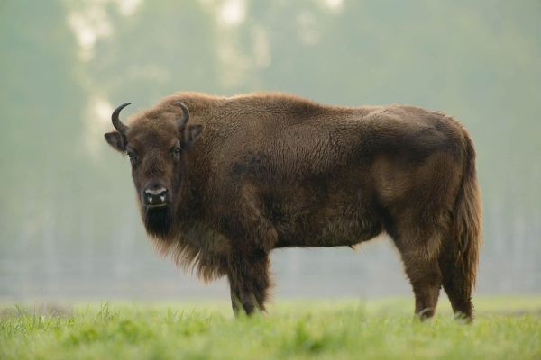 Ein Wisent steht auf einer grünen Wiese mit verschwommener Waldkulisse.