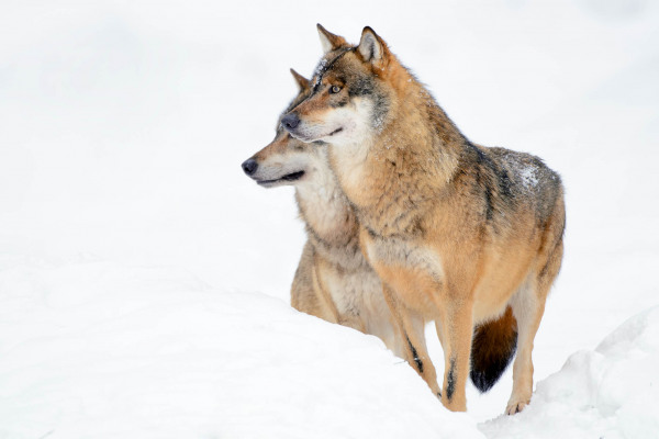 Zwei Wölfe stehen im Schnee und beobachten die Umgebung.