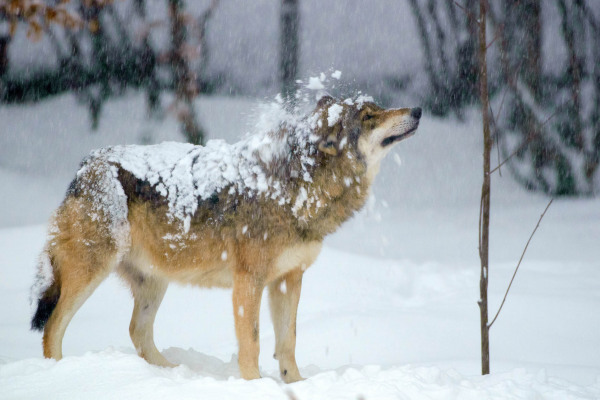 Grauwolf mit schneebedecktem Fell in winterlicher Schneelandschaft, seitlich stehend.
