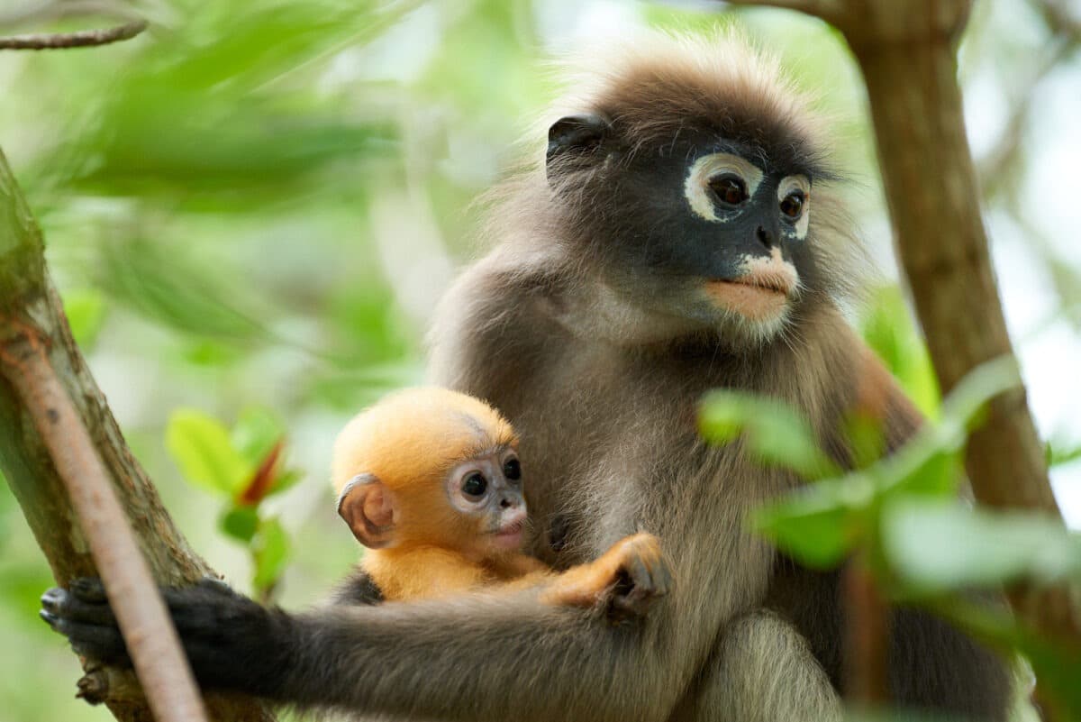 Südlicher Brillenlangur mit Baby im Khao Sam Roi Yot Nationalpark.