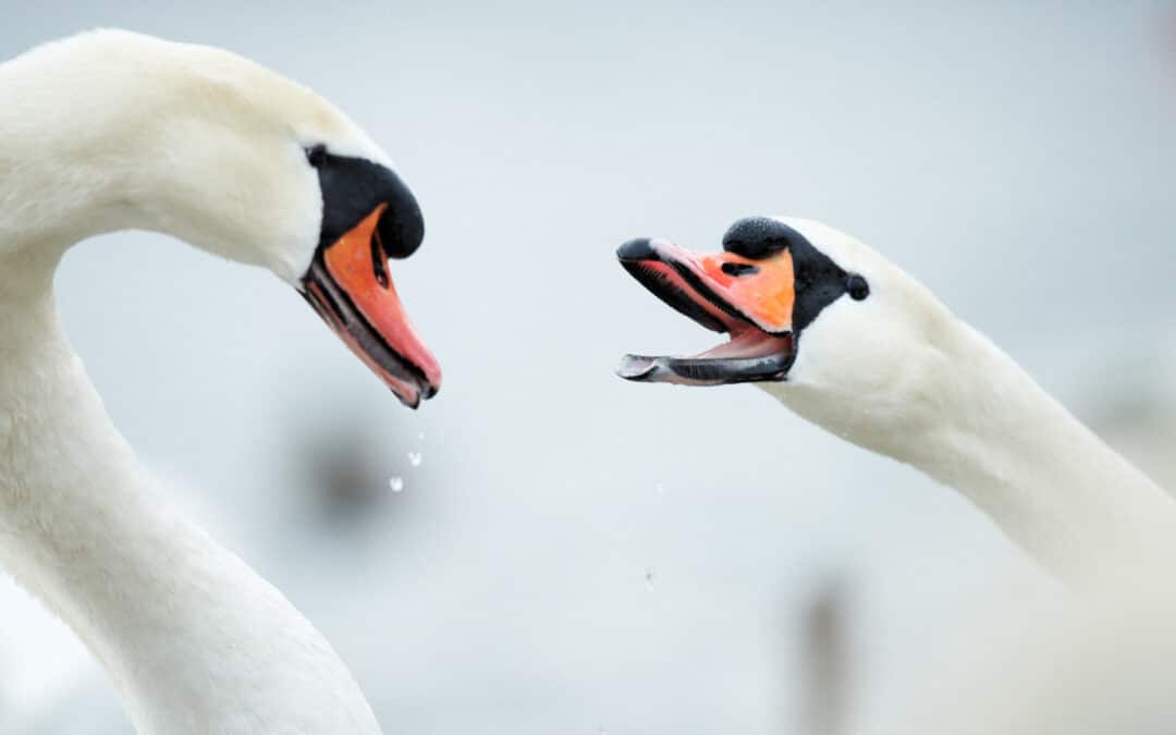 Photo visit to the swans at Flaucher
