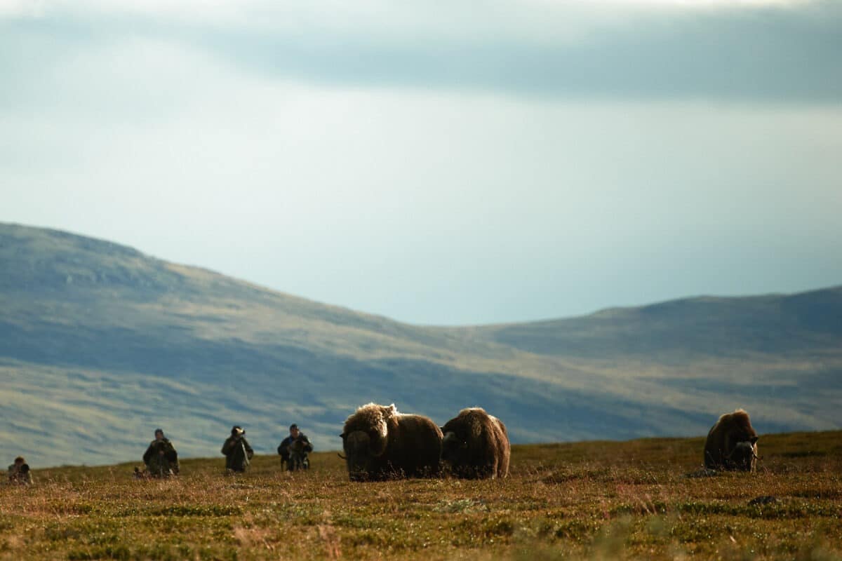 Nature photographers photograph musk oxen in Dovrefjell