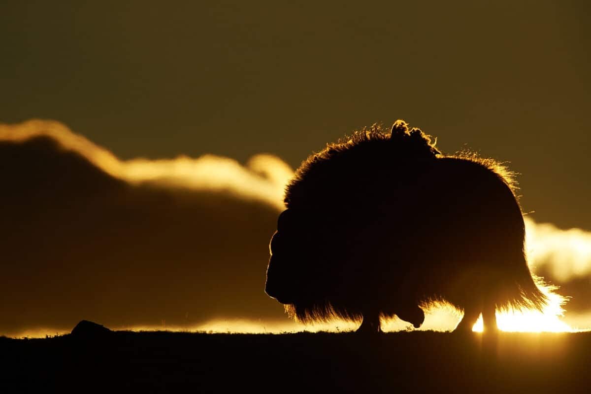 Silhouette eines Moschusochsen im Dovrefjell