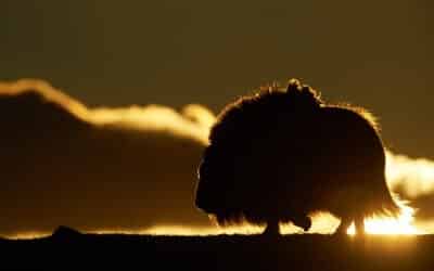 Silhouette eines Moschusochsen im Dovrefjell