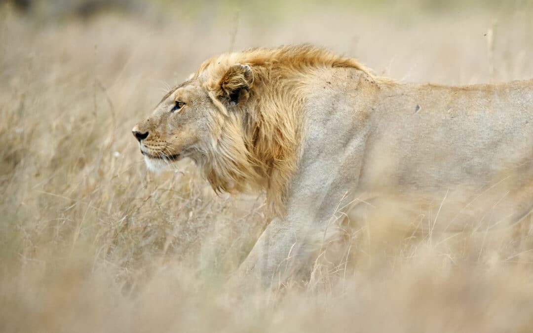 How to plan your first photo safari: The practical guide for beginners