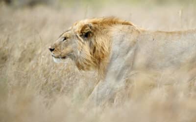 Löwe in der Serengeti