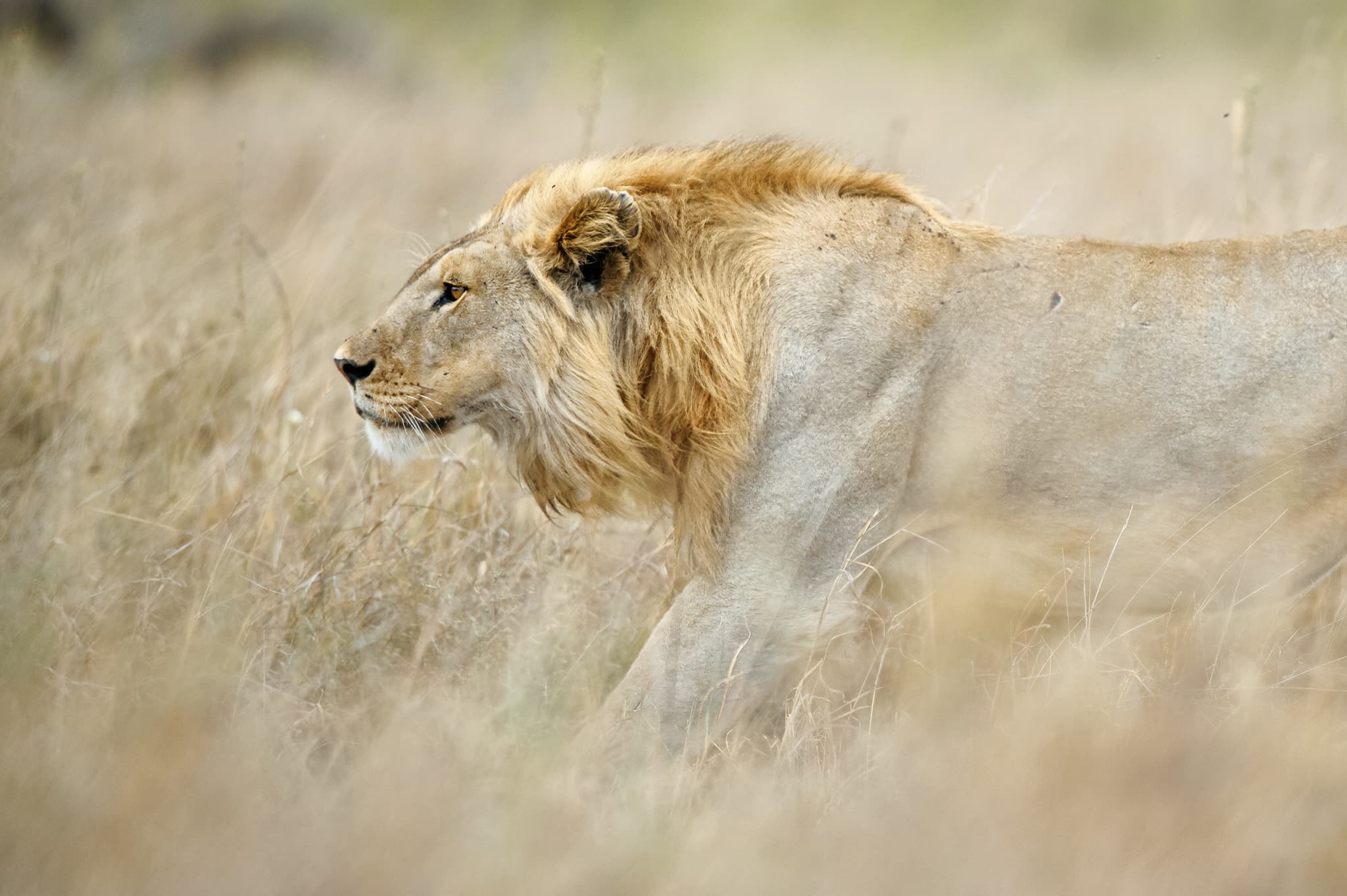 Löwe in der Serengeti