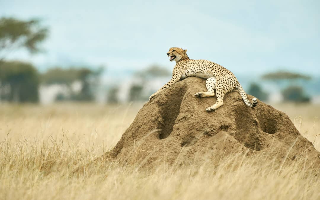 Tanzania round trip as a self-driver: A field report of our safari adventures