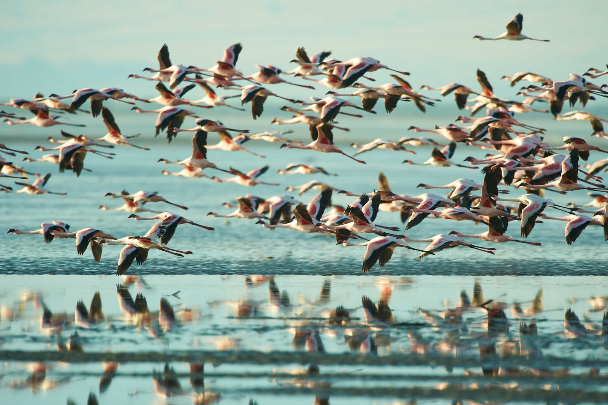 Ein Schwarm Zwergflamingos im Flug.