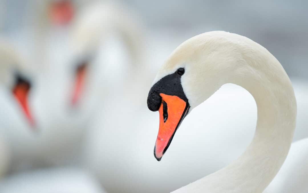 Nature photography at the Flaucher