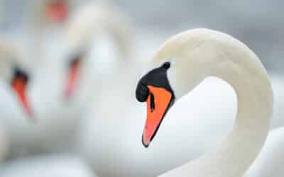 Am Flaucher sammeln sich viele Schwäne - perfekt für Naturfotografen.