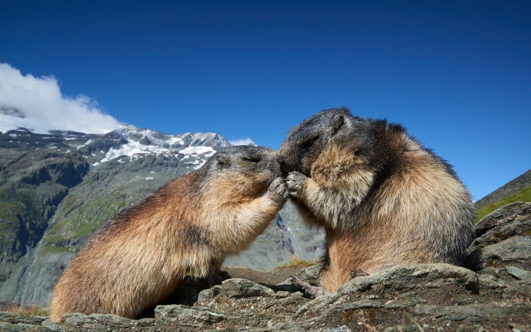 Marmots at the Grossglockner – a magical nature experience
