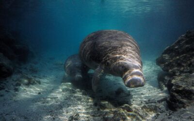 Eine Manati-Mutter schwimmt eng an ihr Junges geschmiegt durch das klare Wasser einer Quelle in Florida. Der sandige Boden reflektiert das Licht, während die beiden Tiere ruhig nebeneinander treiben.