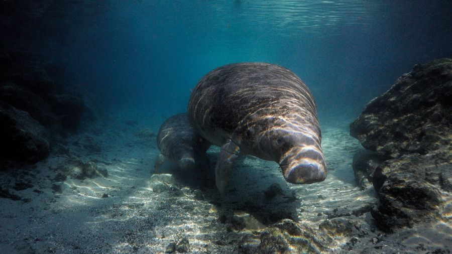 Eine Manati-Mutter schwimmt eng an ihr Junges geschmiegt durch das klare Wasser einer Quelle in Florida. Der sandige Boden reflektiert das Licht, während die beiden Tiere ruhig nebeneinander treiben.