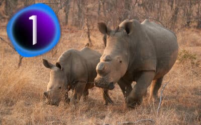 Capture One als Bildbearbeitungswerkzeug für Naturfotografen