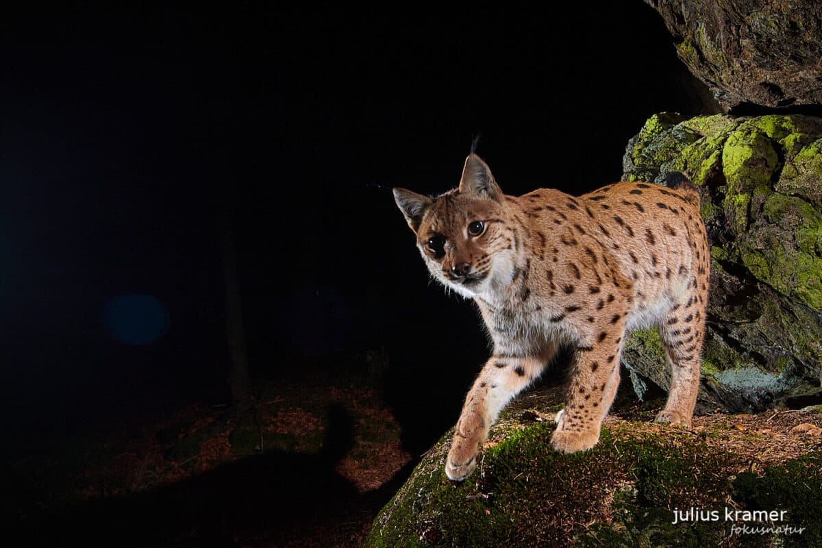 A lynx photographed with a camera trap in the Bavarian Forest.