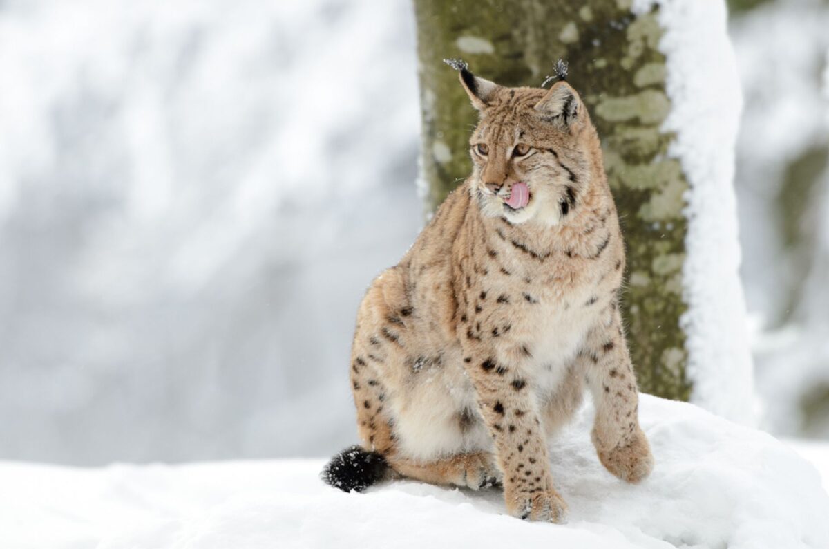 Ein Luchs schleckt sich die Lippen, während er im Tierfreigehege des Nationalpark Bayerischer Wald auf seine Fütterung wartet.