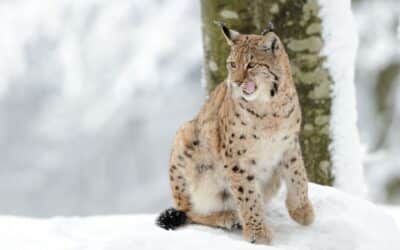 Ein Luchs schleckt sich die Lippen, während er im Tierfreigehege des Nationalpark Bayerischer Wald auf seine Fütterung wartet.