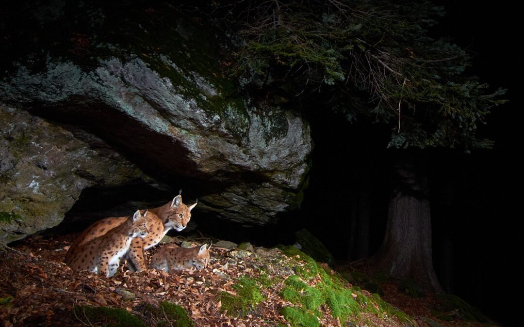 10 years in lynx land: camera traps tell stories