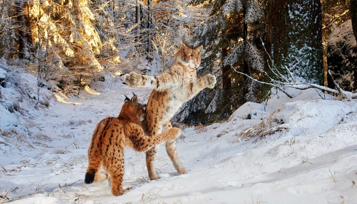 Wildlife-Fotografie mit Kamerafallen