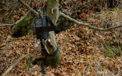 Eine Lichtschranke zur Fotofallenfotografie hängt an einem Baum.