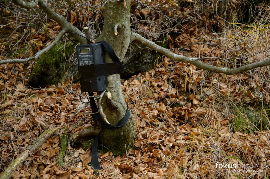 Eine Lichtschranke zur Fotofallenfotografie hängt an einem Baum.