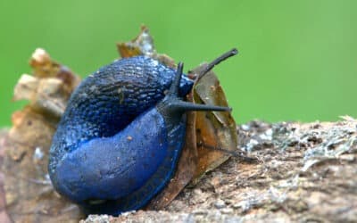 Blaue Nacktschnecke oder Blauschnegel (Bielzia coerulans)