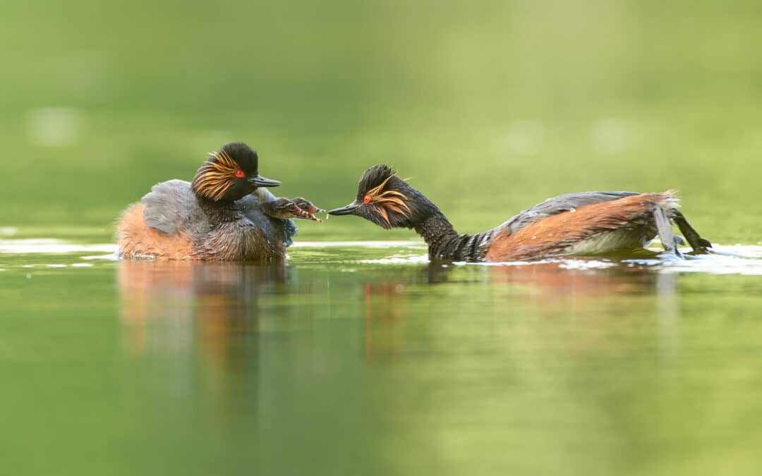 Immerse yourself in the world of the black-necked grebe – tips for bird photography