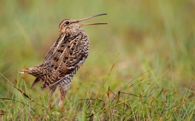 Balzende Doppelschnepfe mit offenem Schnabel im Moor.