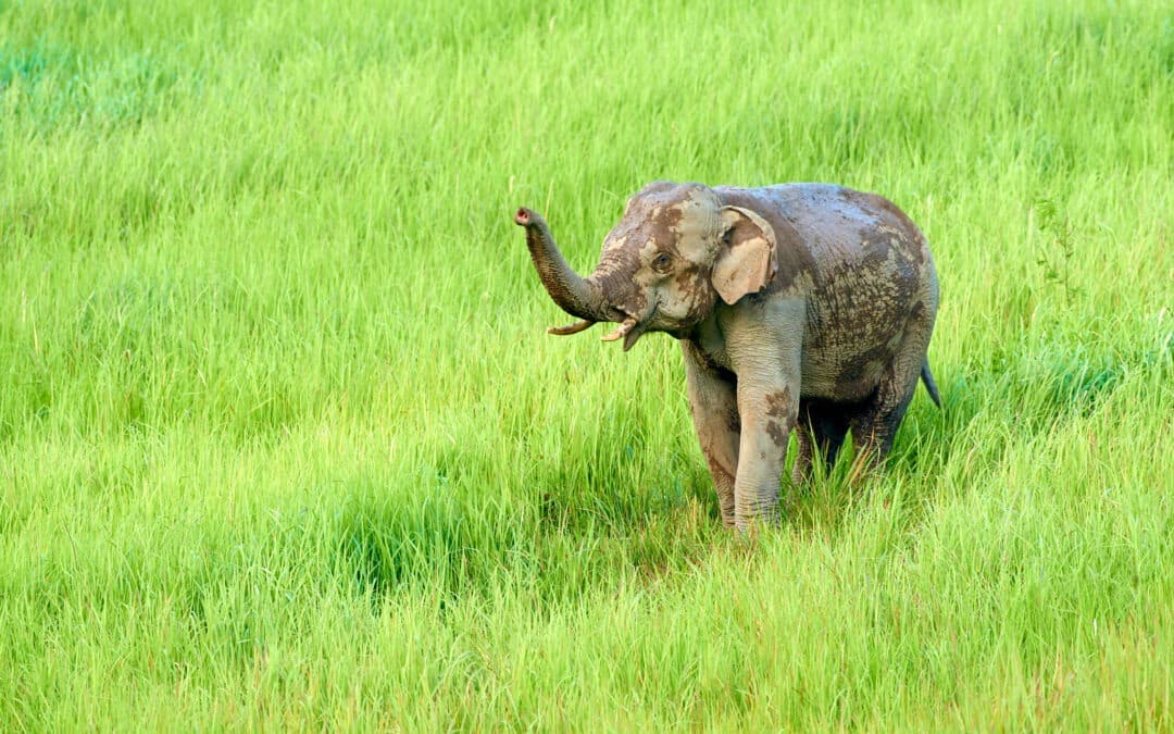 Nature photography vacation in Thailand