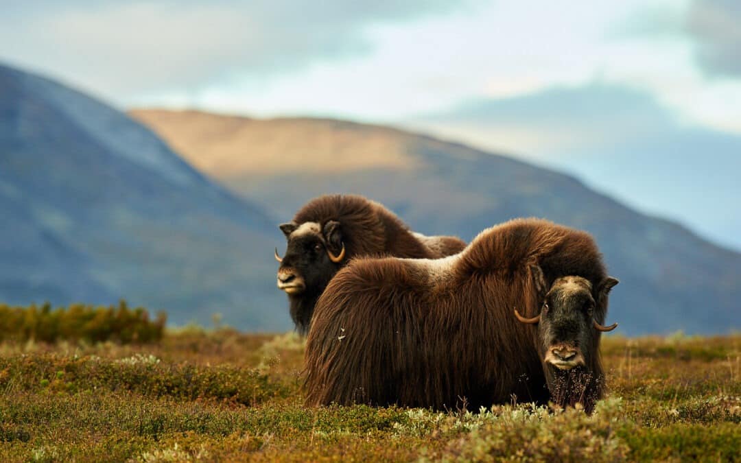 Up close without disturbing – Why species knowledge is so important in animal photography