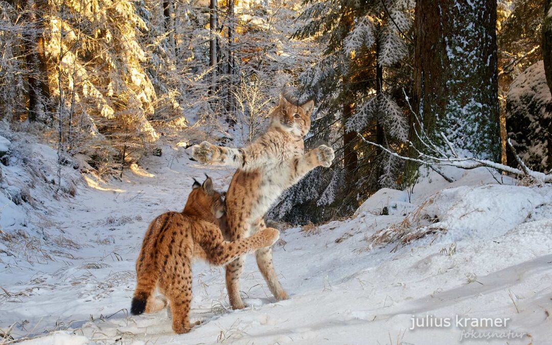 In the shadow of the forest – on the trail of the lynx
