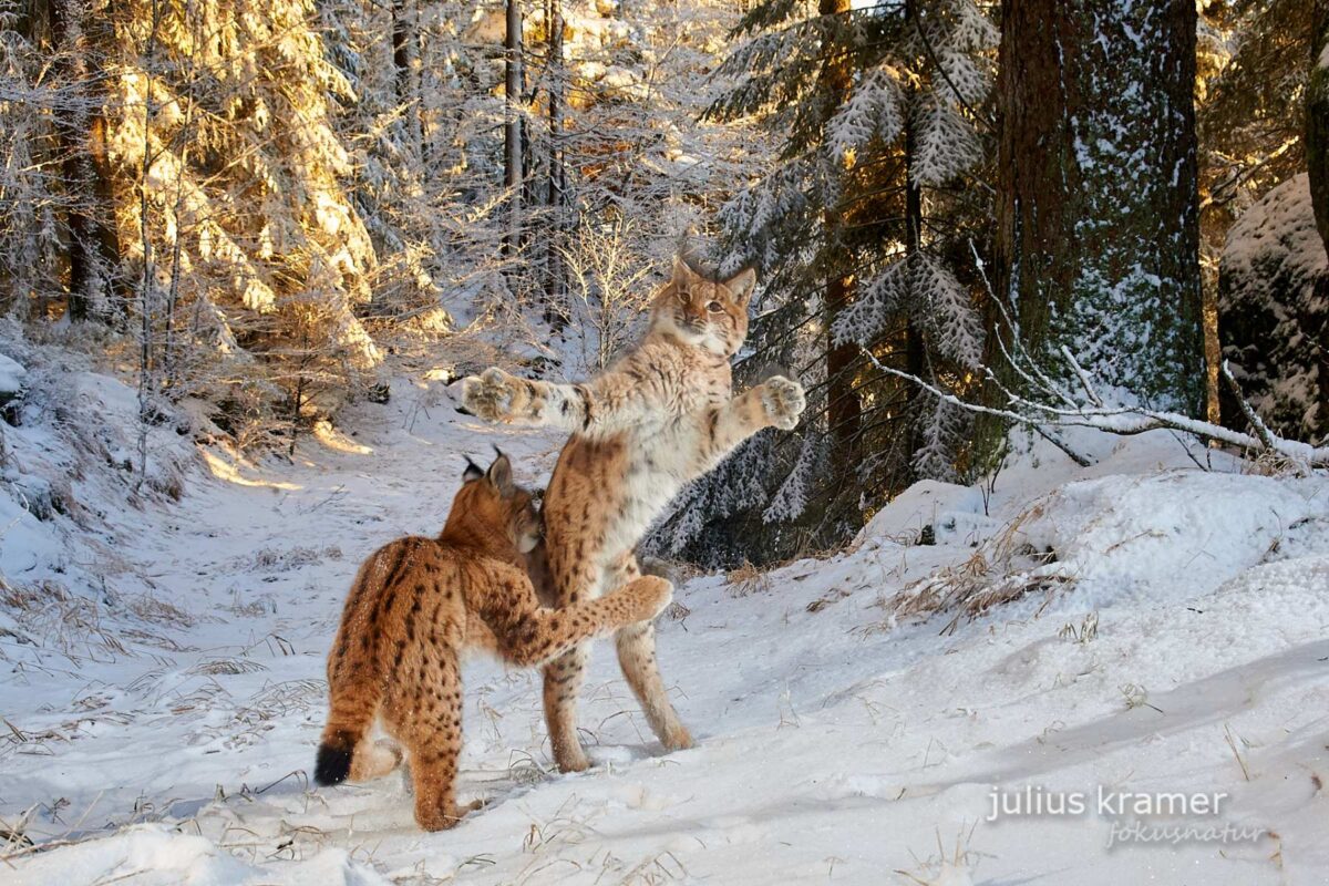 Two young lynxes play in the snow in a forest clearing.