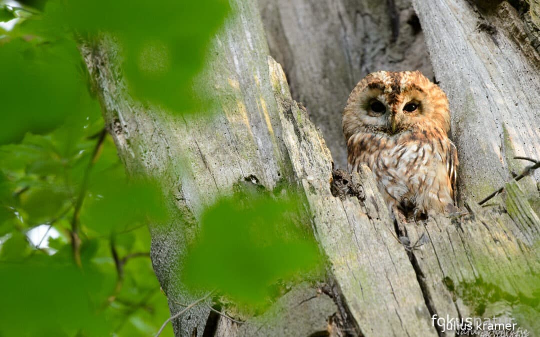 5 exciting nature photography spots in Munich