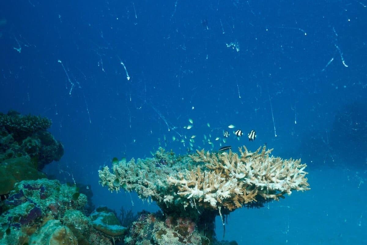 Meeresschnee beeinträchtigt die Sicht unter Wasser