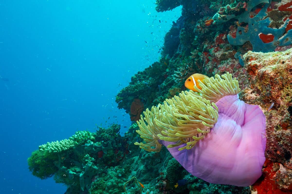 Anemonenfisch im Riff