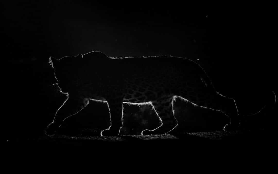 Bera Safari Guide: The best photo spots for breathtaking leopard pictures