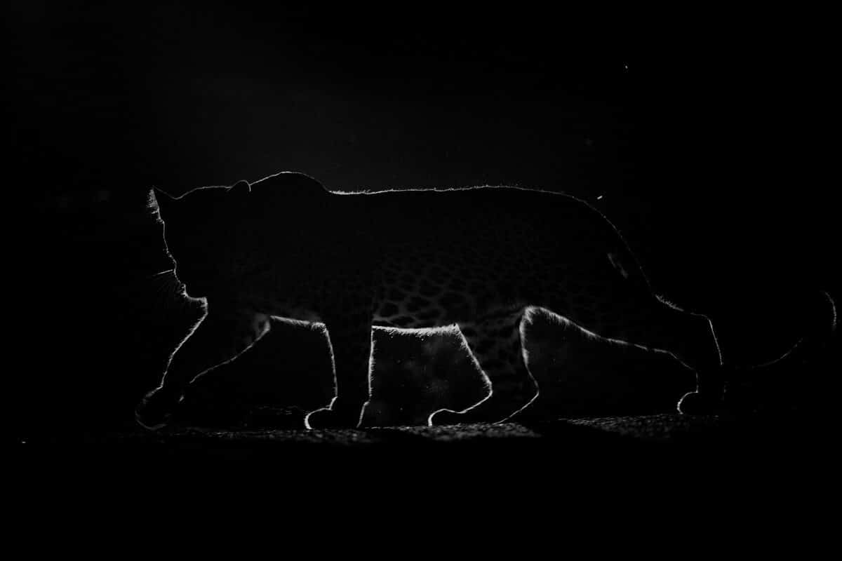 Ein Leopard streift bei Nacht durch Bera.