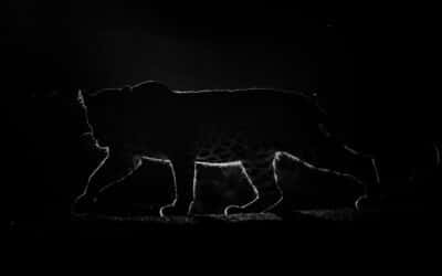 Ein Leopard streift bei Nacht durch Bera.