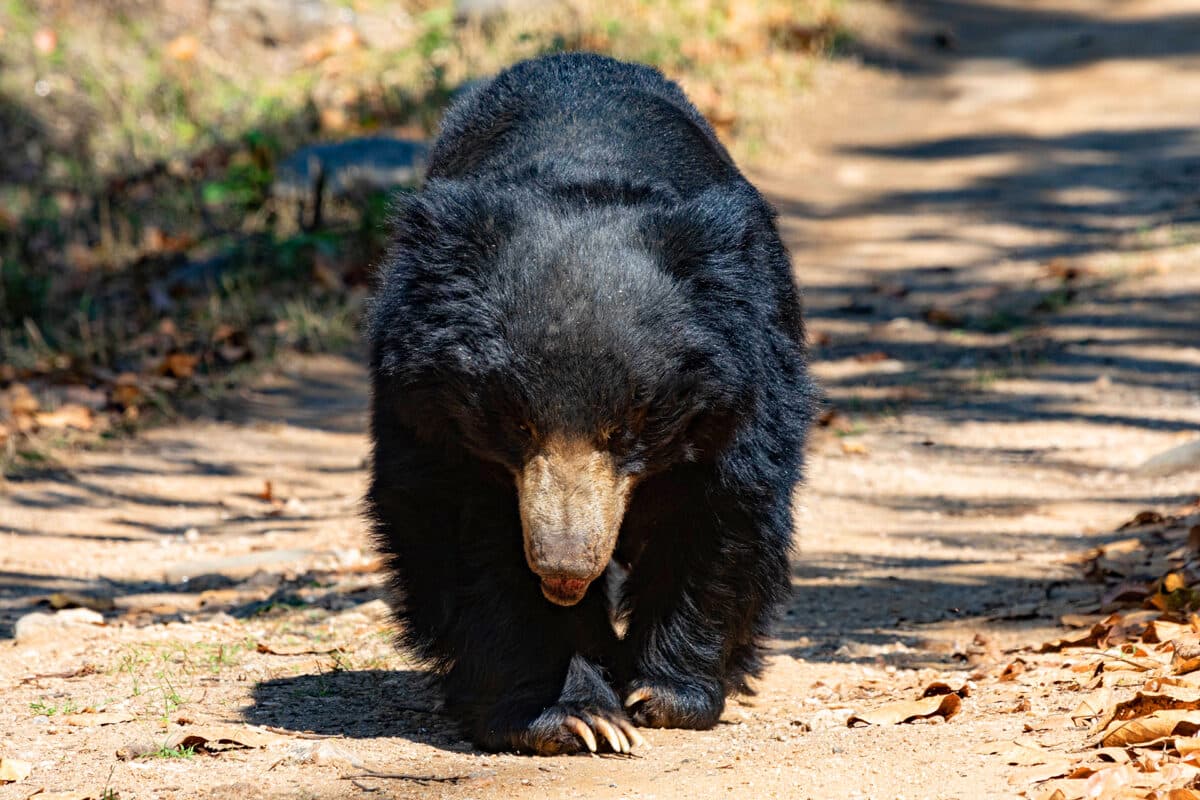 Lippenbär im Satpura Nationalpark