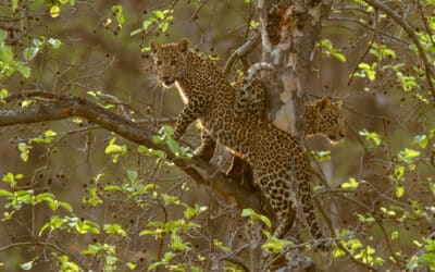 Leoparden klettern auf einem Baum