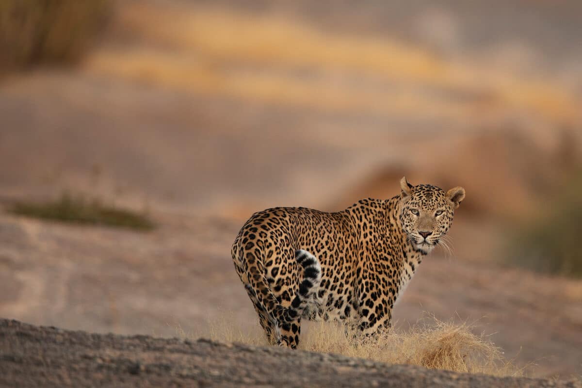 Die Granitplateaus der Umgebung von Bera sind ideale Lebensräume für Leoparden.